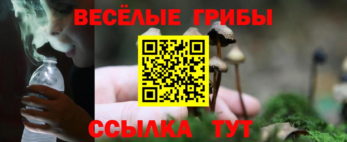 Галлюциногенные грибы Psilocybe Североуральск